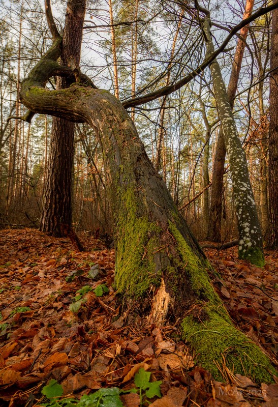 Фотографія Душа лісу говорить тишею / Андрій Макаренко / photographers.ua