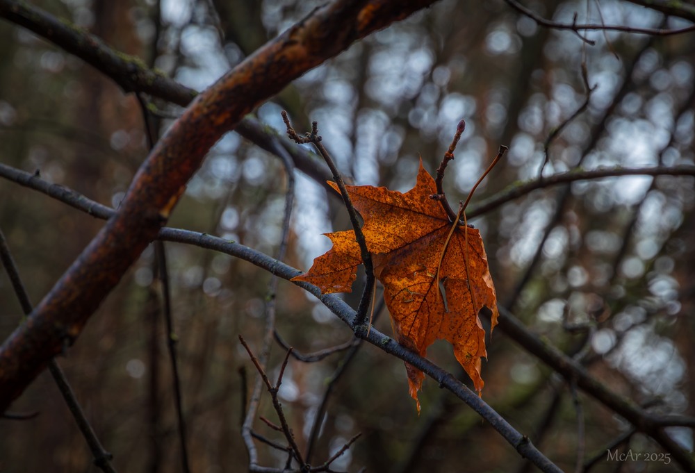 Фотографія Окрилений спокоєм / Андрій Макаренко / photographers.ua