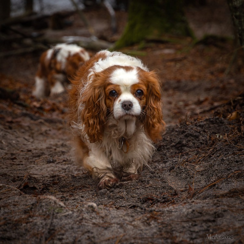 Фотографія * * * / Андрій Макаренко / photographers.ua