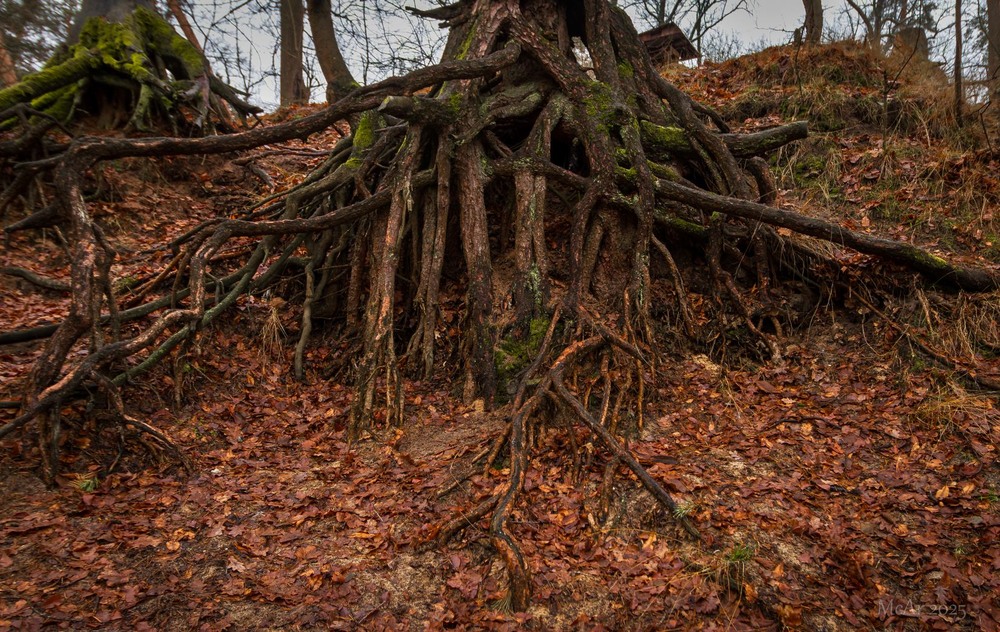 Фотографія Корені часу (серія) / Андрій Макаренко / photographers.ua