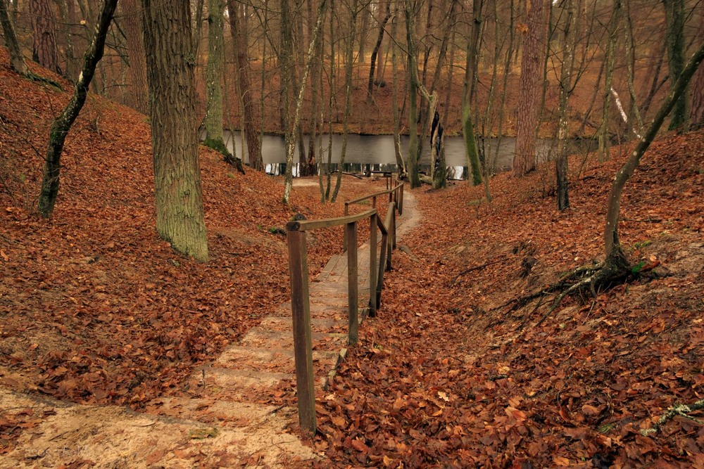 Фотографія Де річка спить у мовчанні лісу / Андрій Макаренко / photographers.ua