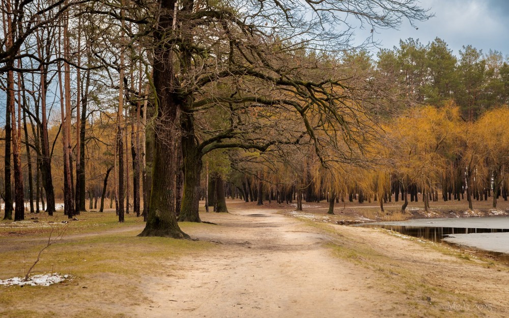 Фотографія Там ліс говорить мовою століть, А тиша стежку нам дарує в мандри / Андрій Макаренко / photographers.ua