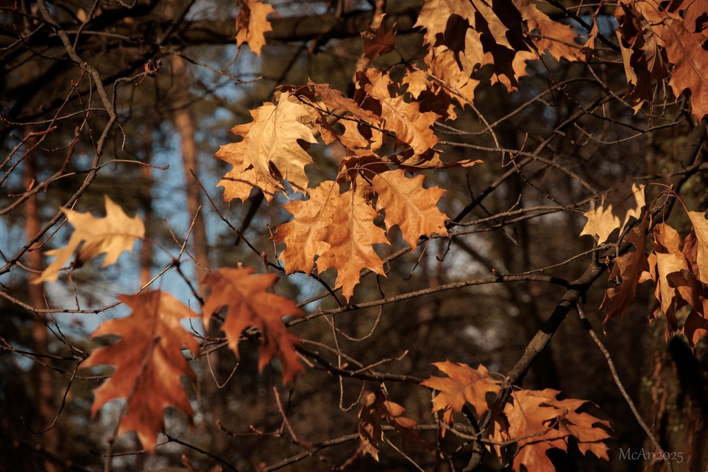 Фотографія Ось такий січень... / Андрій Макаренко / photographers.ua