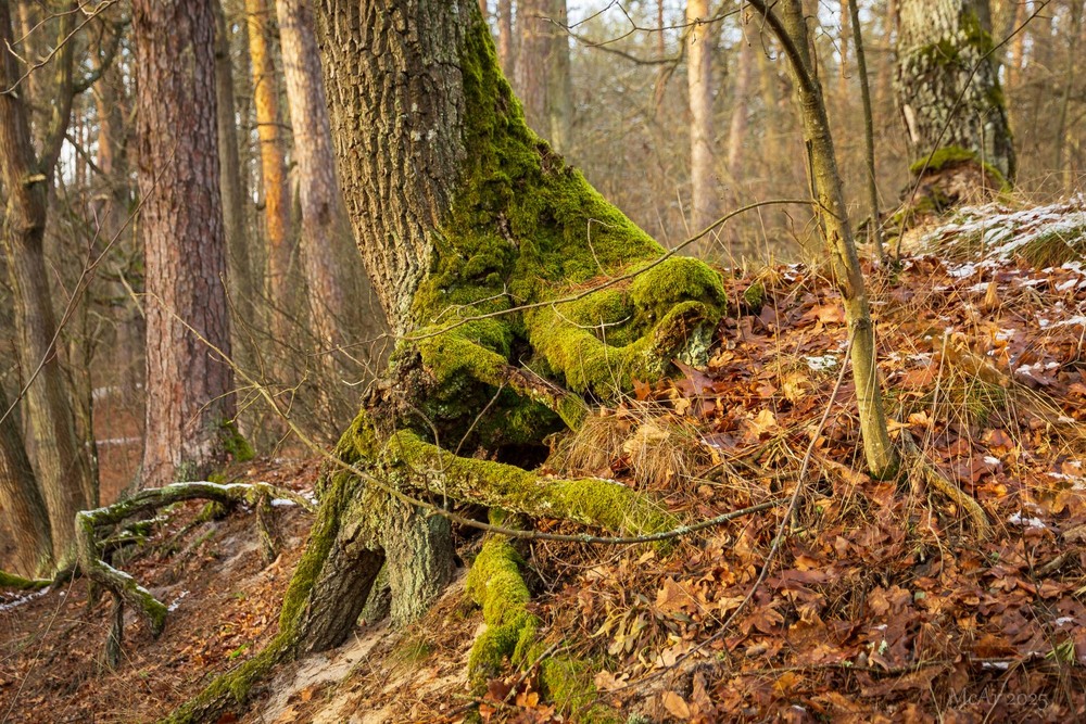 Фотографія Корені часу (серія) / Андрій Макаренко / photographers.ua
