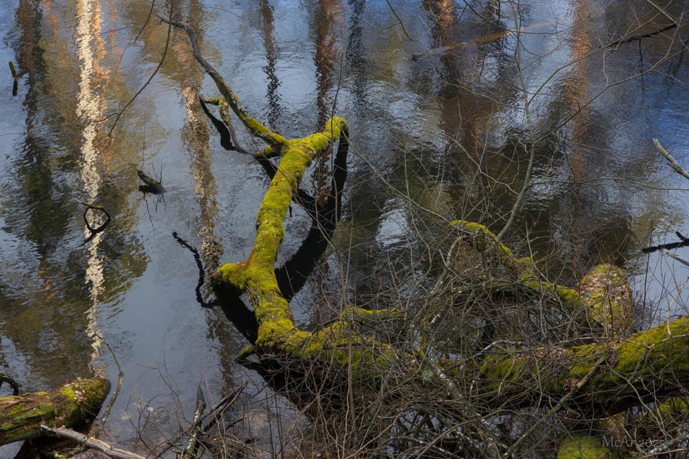 Фотографія Там моховий струмок до лісу шепотів, про тишу древню, затишок віків... / Андрій Макаренко / photographers.ua