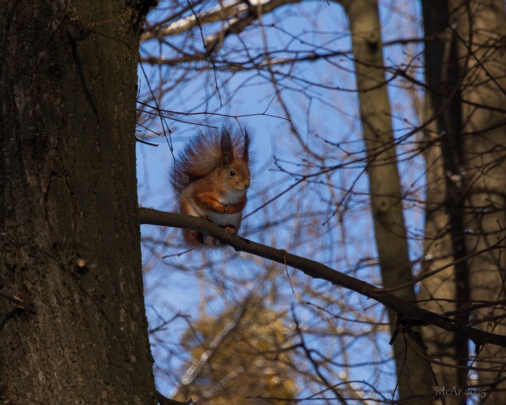 Фотографія Паркові прогулянки / Андрій Макаренко / photographers.ua