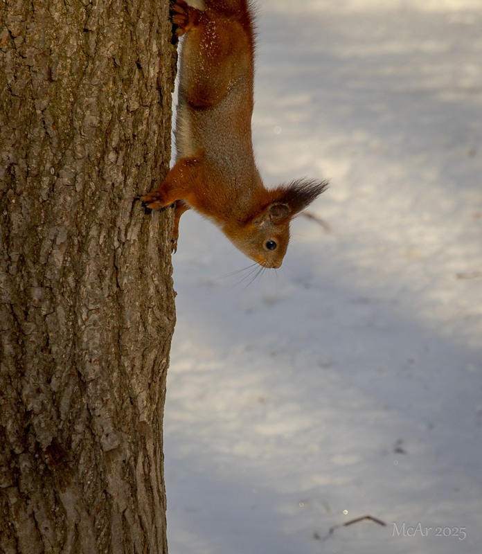 Фотографія Паркові прогулянки / Андрій Макаренко / photographers.ua