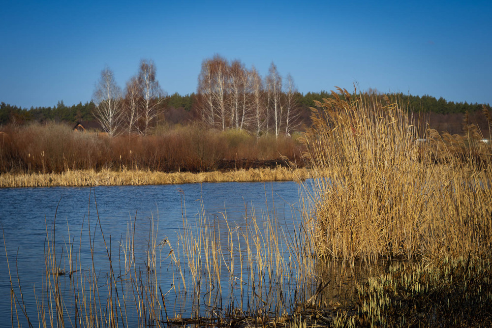 Фотографія Де тиха заводь віє сном, там очерет шепоче втомлено... / Андрій Макаренко / photographers.ua