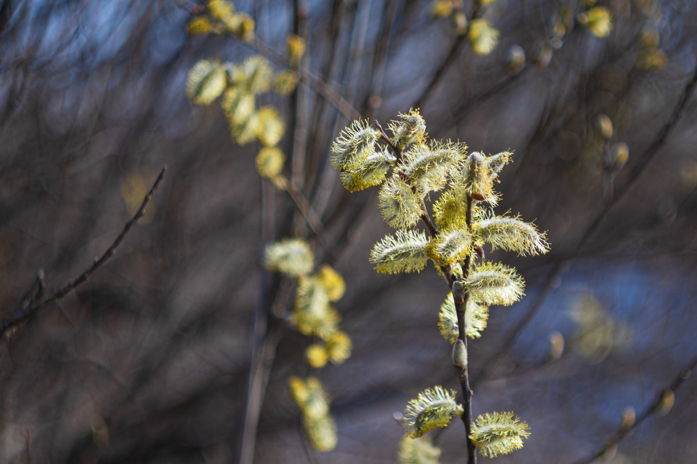 Фотографія То вже є весна / Андрій Макаренко / photographers.ua