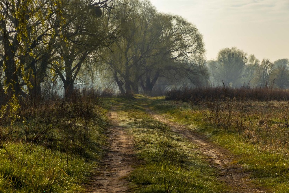 Фотографія Дніпровські луки / Андрій Макаренко / photographers.ua
