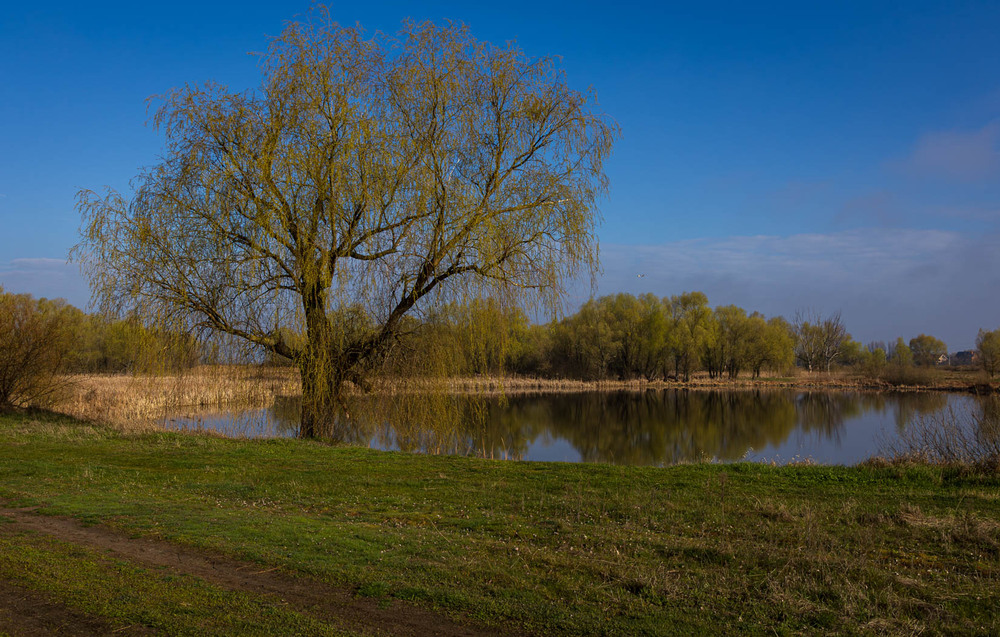 Фотографія Дніпровські луки / Андрій Макаренко / photographers.ua