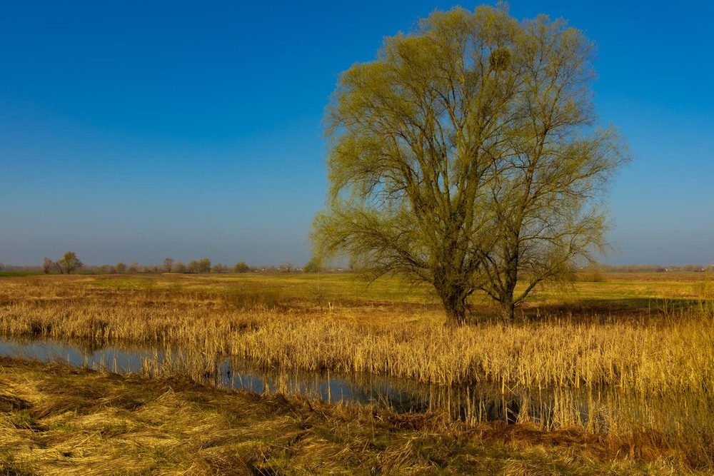 Фотографія Дніпровські луки / Андрій Макаренко / photographers.ua