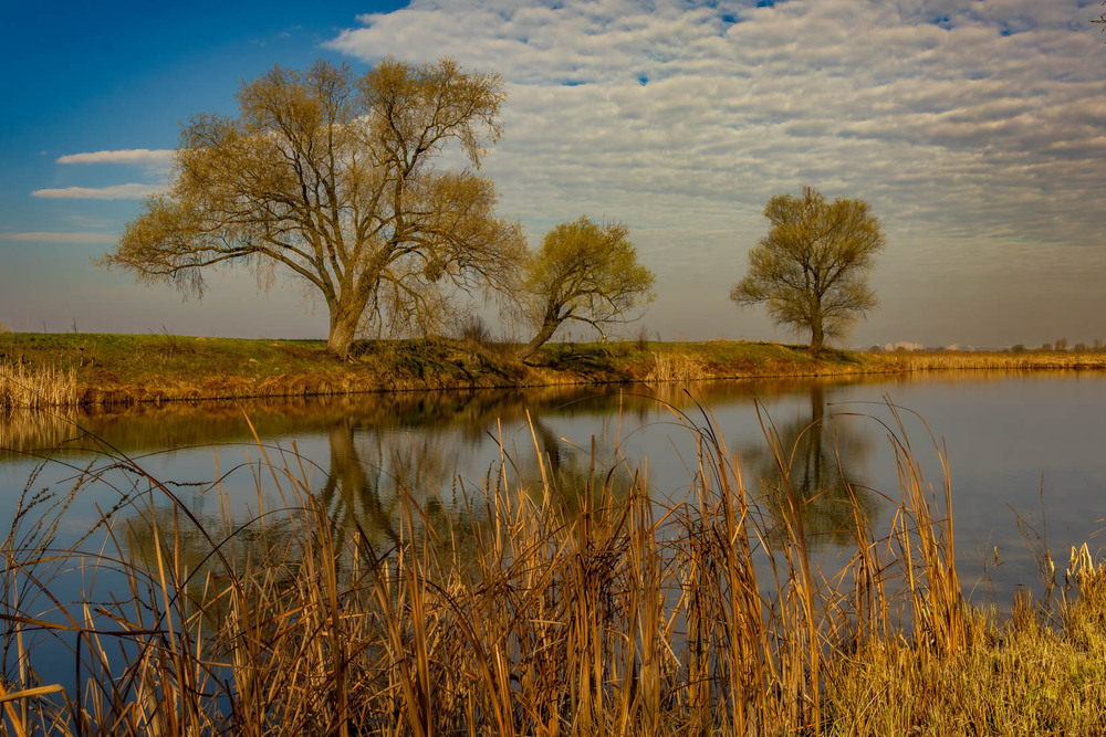 Фотографія Дніпровські луки / Андрій Макаренко / photographers.ua
