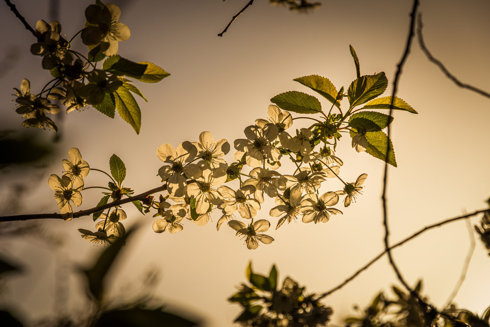 Фотографія Світло цвітіння / Андрій Макаренко / photographers.ua