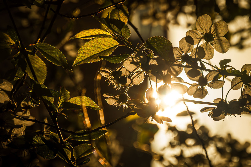 Фотографія Крізь пелюстки / Андрій Макаренко / photographers.ua