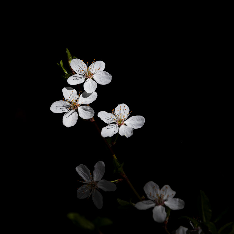 Фотографія Сакура по-українськи / Андрій Макаренко / photographers.ua