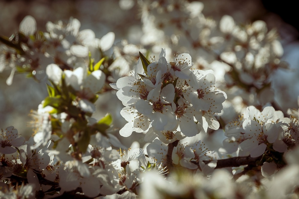 Фотографія Те, що минає / Андрій Макаренко / photographers.ua