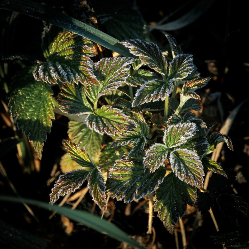 Фотографія Весна завмерла... але з першим промінням повертається надія / Андрій Макаренко / photographers.ua