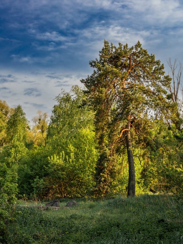 Фотографія Сосна, що заблукала ІІ / Андрій Макаренко / photographers.ua