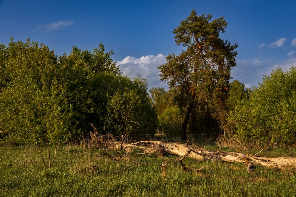 Фотографія Сосна, що заблукала / Андрій Макаренко / photographers.ua