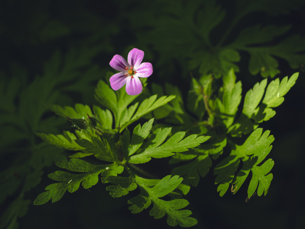 Фотографія В'юнок / Андрій Макаренко / photographers.ua