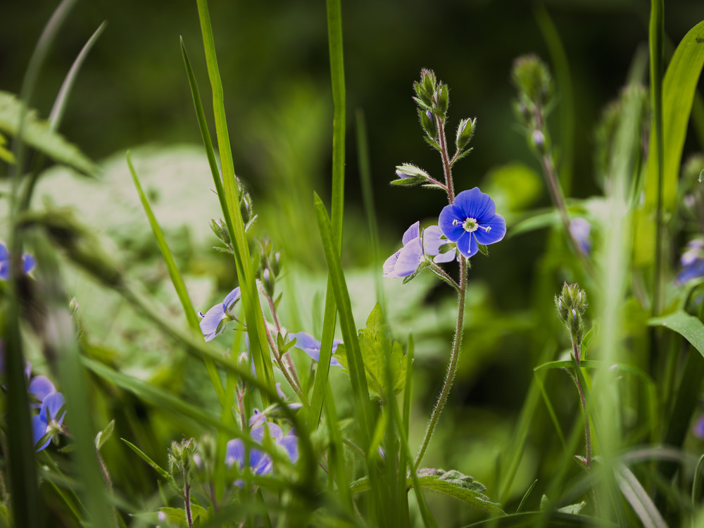 Фотографія "А я у гай ходила по квітку ось яку!" / Андрій Макаренко / photographers.ua