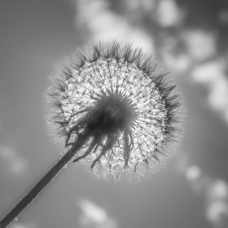 Фотографія Пухнасте сяйво / Андрій Макаренко / photographers.ua