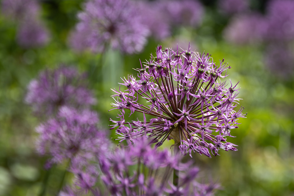 Фотографія Фіолетовий спокій / Андрій Макаренко / photographers.ua