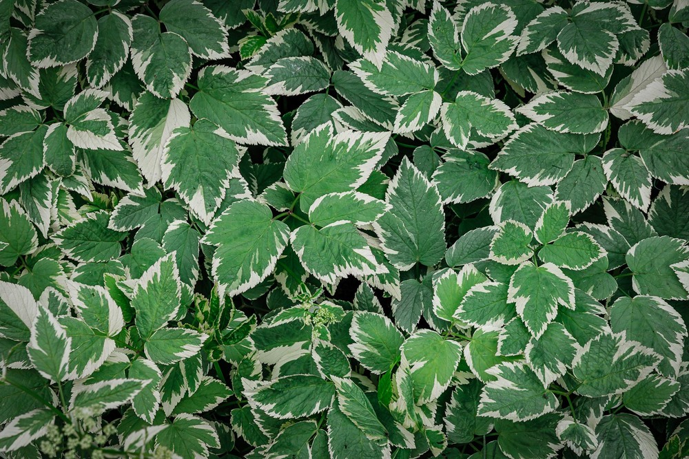 Фотографія Про контрасти / Андрій Макаренко / photographers.ua