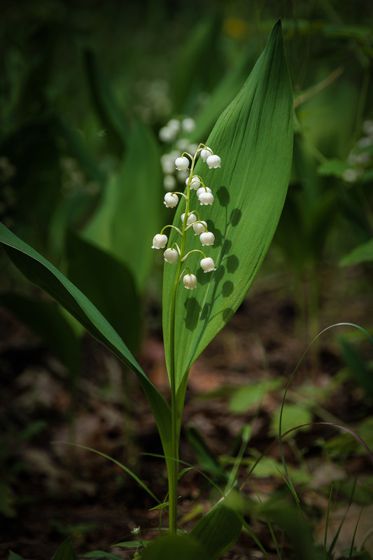 Фотографія Тінь дзвіночків / Андрій Макаренко / photographers.ua