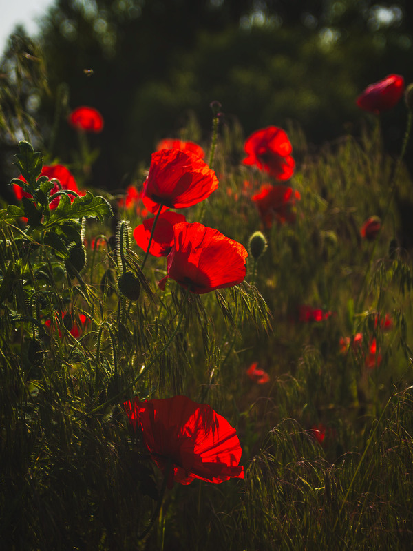 Фотографія Напившись вранішнього Сонця, п'яніли маки молоді / Андрій Макаренко / photographers.ua