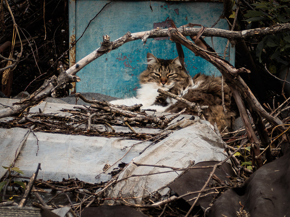 Фотографія Живу я тут / Андрій Макаренко / photographers.ua
