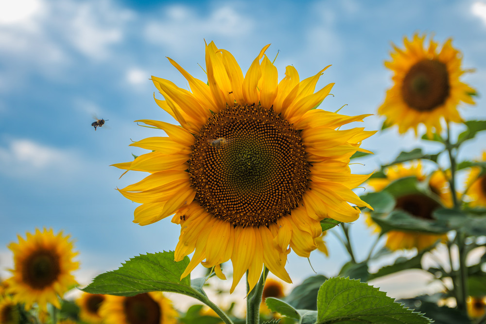 Фотографія Між медом і небом / Андрій Макаренко / photographers.ua