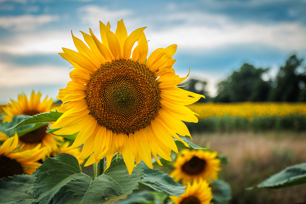 Фотографія Дитя великого світла / Андрій Макаренко / photographers.ua