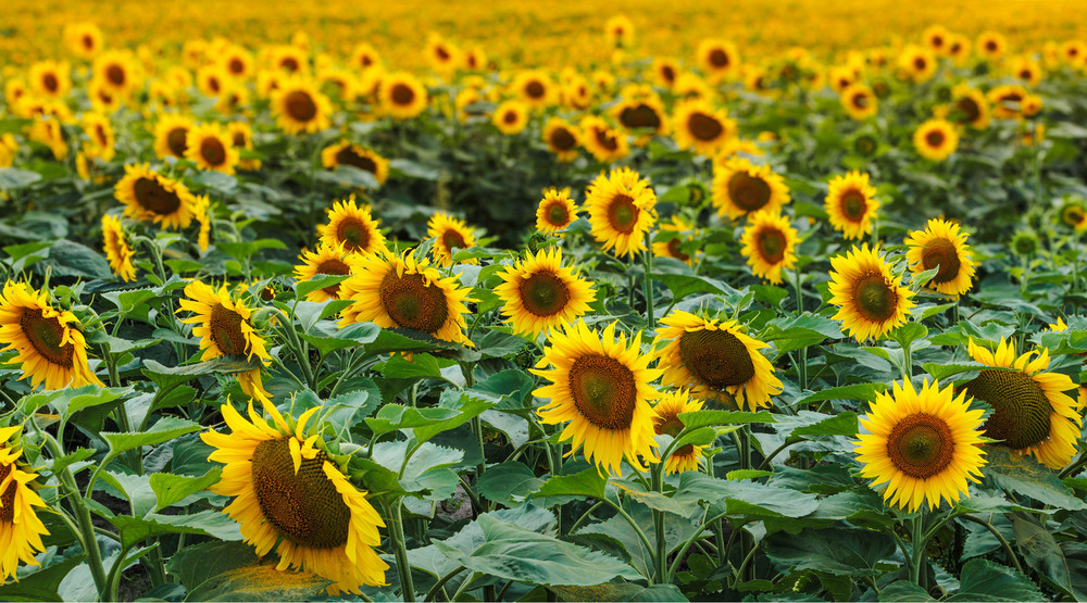 Фотографія Не Ван Гогівські Соняхи / Андрій Макаренко / photographers.ua