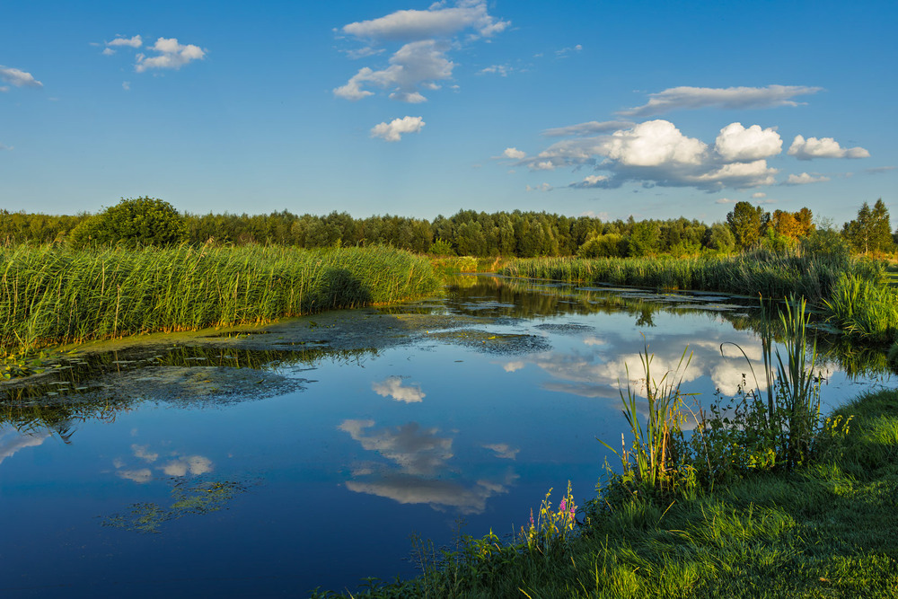 Фотографія р. Ірпінь, серпневий надвечірок / Андрій Макаренко / photographers.ua