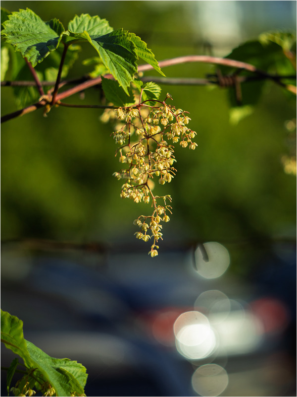 Фотографія Хмелик / Андрій Макаренко / photographers.ua