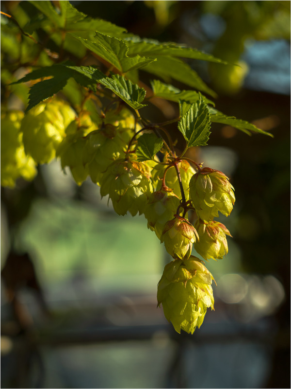 Фотографія Ой, хмелю ж мій, хмелю... / Андрій Макаренко / photographers.ua