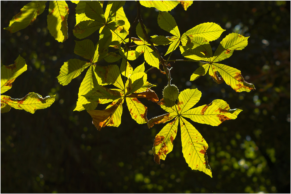 Фотографія Руда осінь вже ставить перший штрих / Андрій Макаренко / photographers.ua