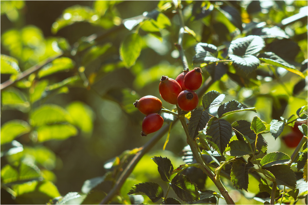 Фотографія Шипшиновий етюд / Андрій Макаренко / photographers.ua