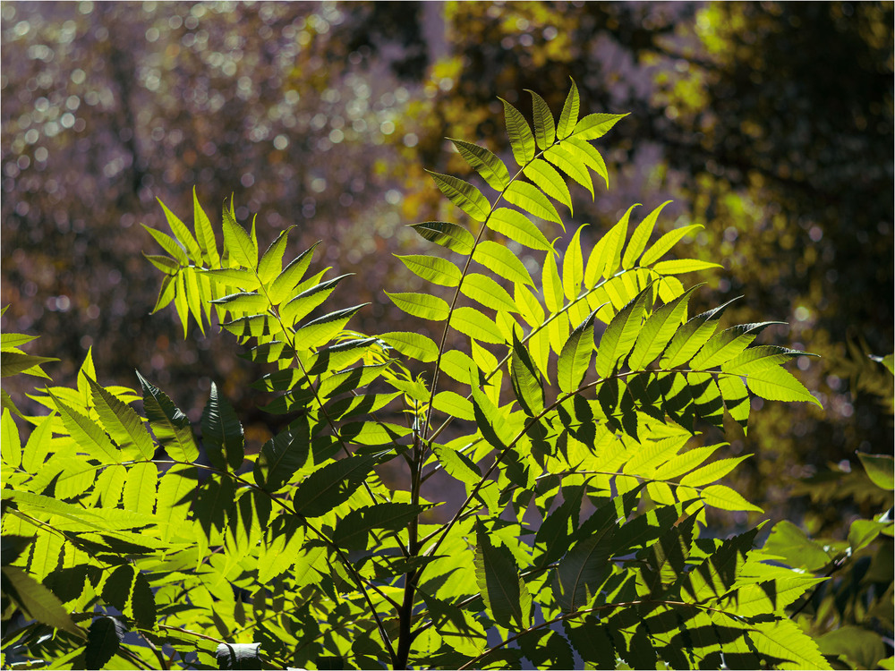 Фотографія Кришталева прозорість природи / Андрій Макаренко / photographers.ua
