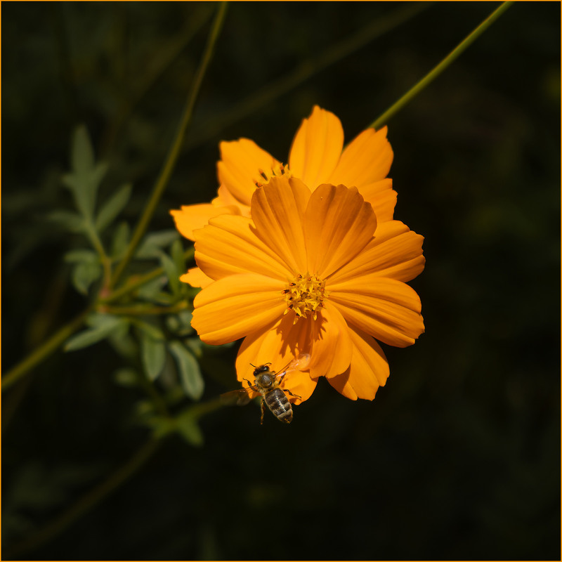 Фотографія Етюд з життя квітів та комах / Андрій Макаренко / photographers.ua