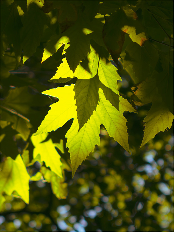 Фотографія Сонячні вітражі осені / Андрій Макаренко / photographers.ua