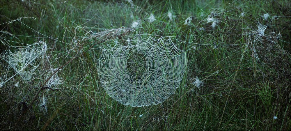 Фотографія Спомини бабиного літа: На павутинному парашуті осінь торкнулася землі / Андрій Макаренко / photographers.ua