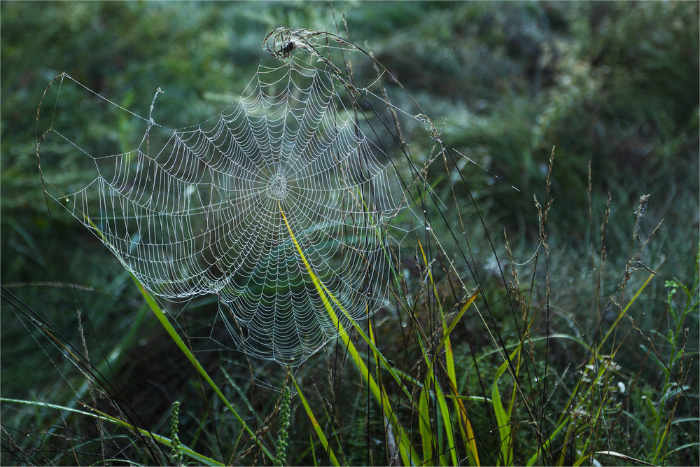 Фотографія Спомини бабиного літа: до полювання готовий! / Андрій Макаренко / photographers.ua