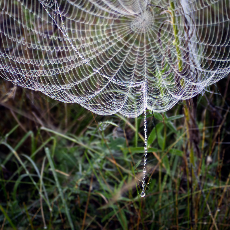 Фотографія Спомини бабиного літа: кольє для осені / Андрій Макаренко / photographers.ua