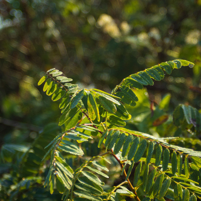 Фотографія Спомини бабиного літа: Зелені акорди / Андрій Макаренко / photographers.ua