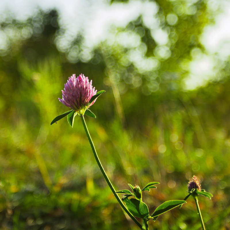 Фотографія Спомини бабиного літа: Останній цвіт / Андрій Макаренко / photographers.ua