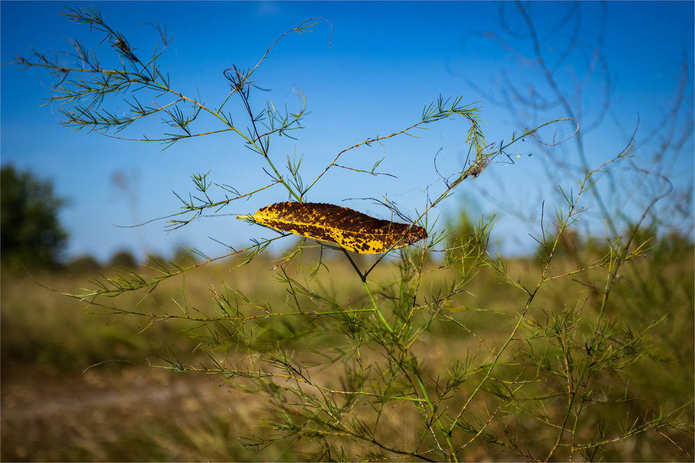 Фотографія Спомини бабиного літа: на тонких ниточках осені / Андрій Макаренко / photographers.ua