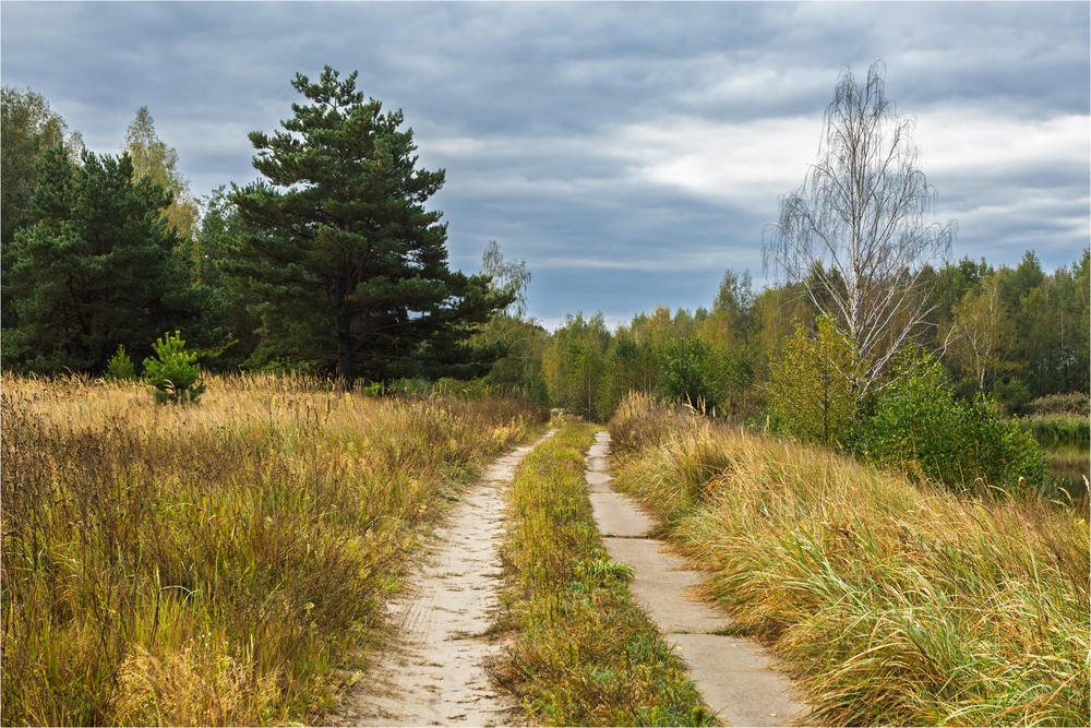 Фотографія Полісся: лісові замальовки / Андрій Макаренко / photographers.ua